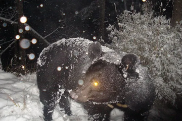 Why Winter Night Shooting Is Tough — And How the WOSPORTS G600 Trail Camera Handles It