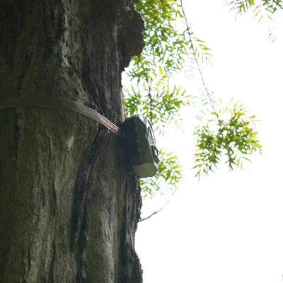 What is The Best Direction to Face a Trail Camera?