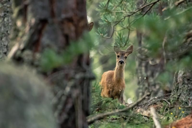 Do Trail Cameras Scare Deer?