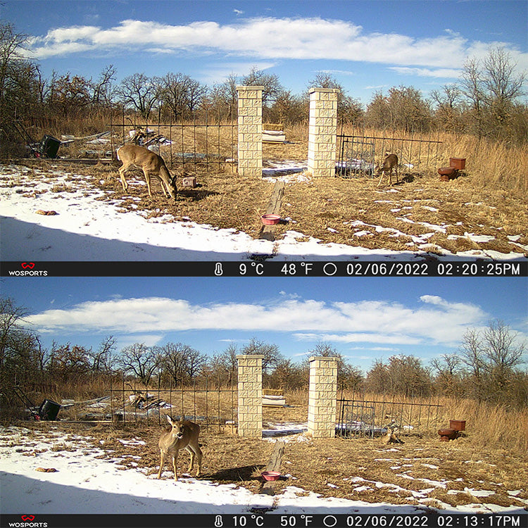 What is the Best Cell Camera for Hunting?