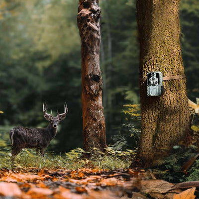Best Trail Camera Setups for Fall Hunting Success