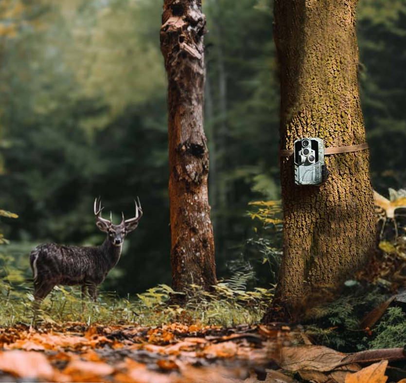 Best Trail Camera Setups for Fall Hunting Success