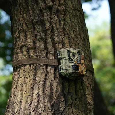 How to Hide Trail Cameras from Humans