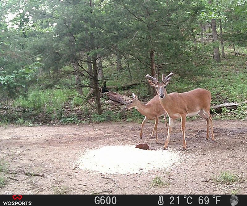 Which Trail Camera Offers the Best Value and Reliability in 2025？