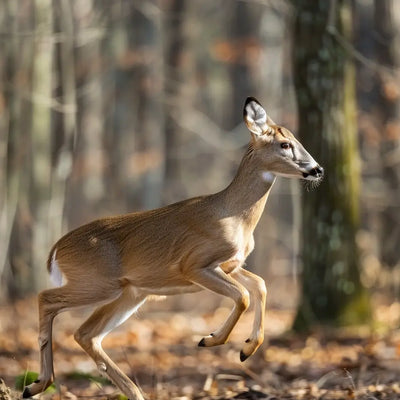 How to Attract Deer in the Daytime