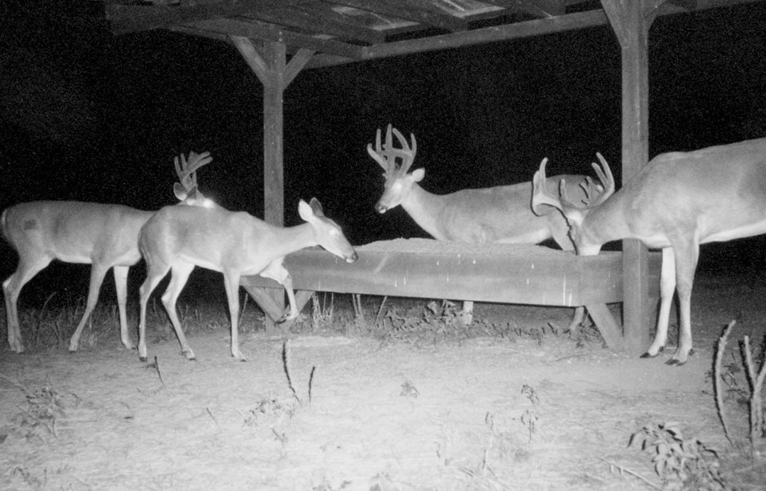 How to Choose Night Vision