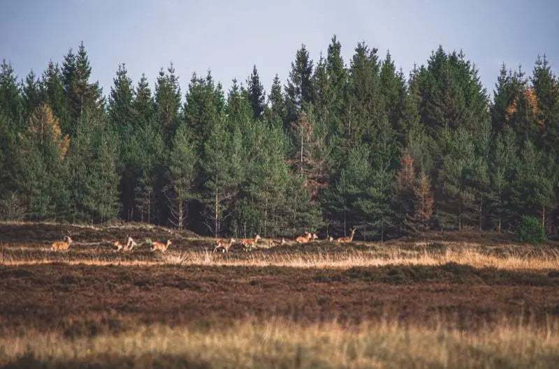 Ultimate Pre-Season Checklist for Deer Hunters [Full Guide]