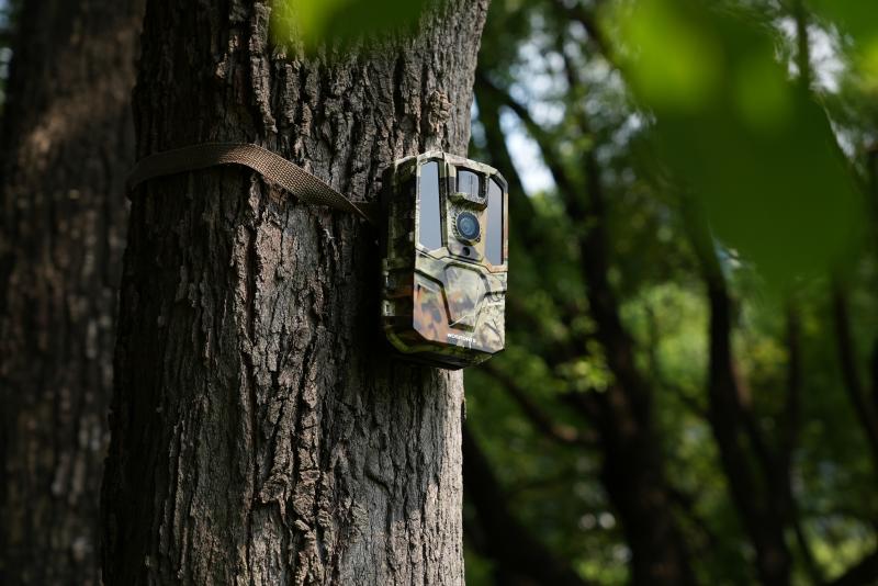 Summer Trail Camera Tips - How to Use Trail Cameras in Hot Weather