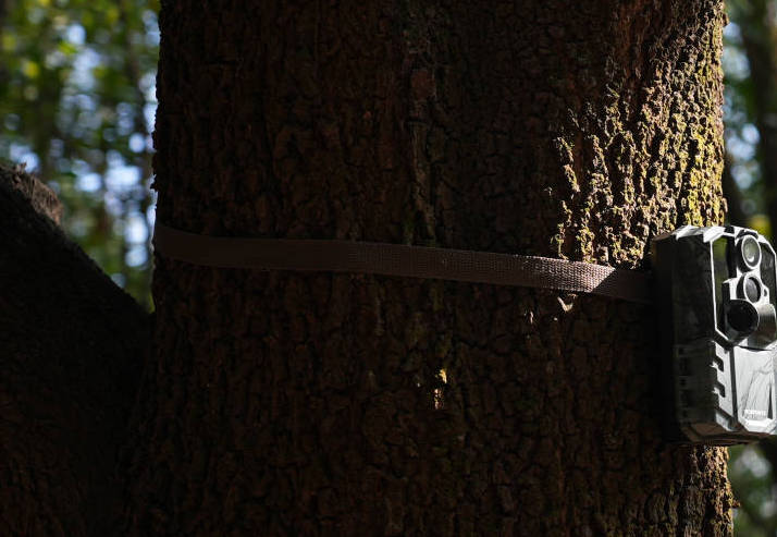 How to Hide a Trail Camera for Home Security?