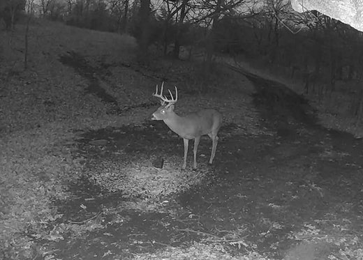 Why Does My Trail Camera Stop Working at Night?