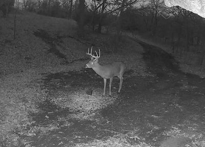 Why Does My Trail Camera Stop Working at Night?