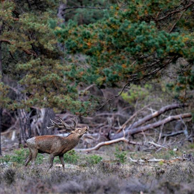 Useful Early-Season Trail Camera Strategies