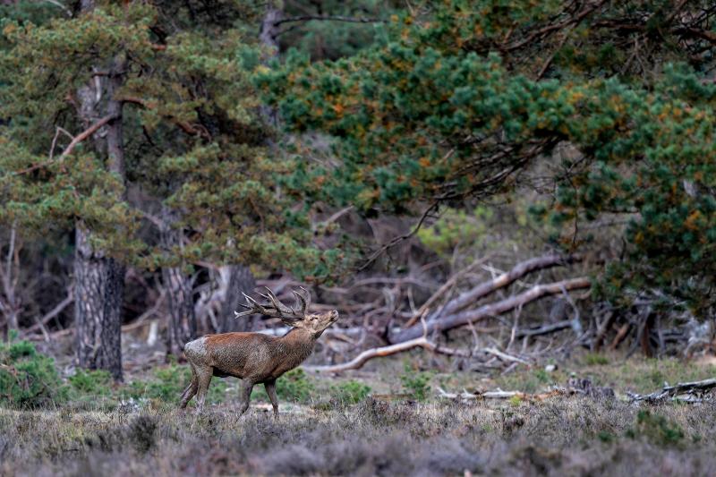 Useful Early-Season Trail Camera Strategies