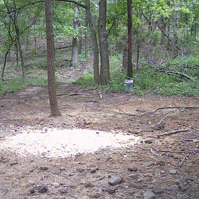 Why Does My Trail Camera Take Empty Photos?