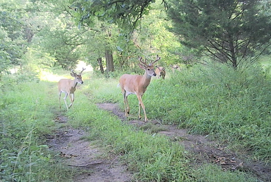 How Far Away Will a Trail Camera Take Pictures?
