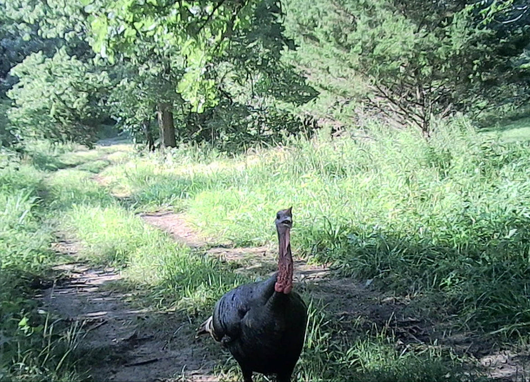 How to Use Trail Cameras for Turkey Scouting?