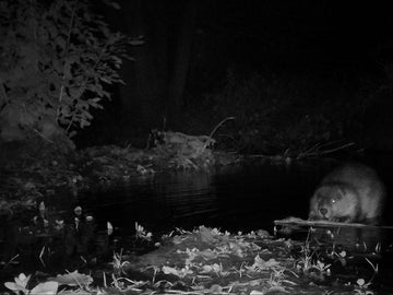Best Animals to Watch at Night