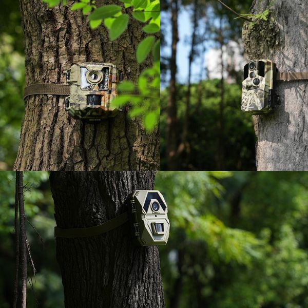 Where to Place Trail Cameras for Effective Pre-Season Deer Scouting