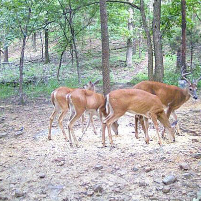 Seasonal Buying Guide: Best Times to Order Trail Cameras in Bulk