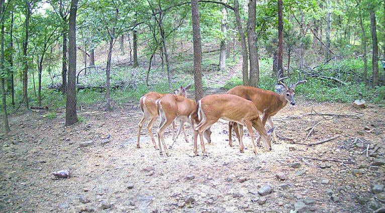 Seasonal Buying Guide: Best Times to Order Trail Cameras in Bulk