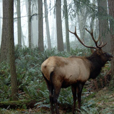 Wildlife Photography Tips: Capture Nature Like a Pro