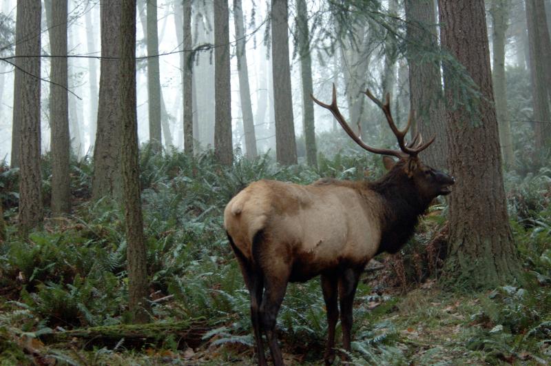 Wildlife Photography Tips: Capture Nature Like a Pro