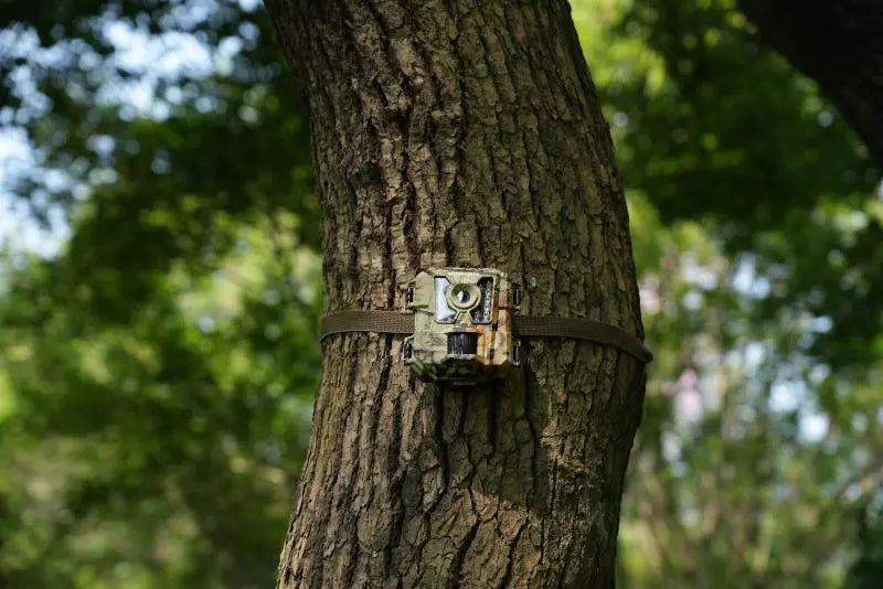 Wildlife Trail Camera Buying Guide: What Matter Most?