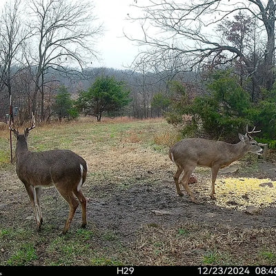 Top 7 Trail Camera Challenges and Expert Solutions