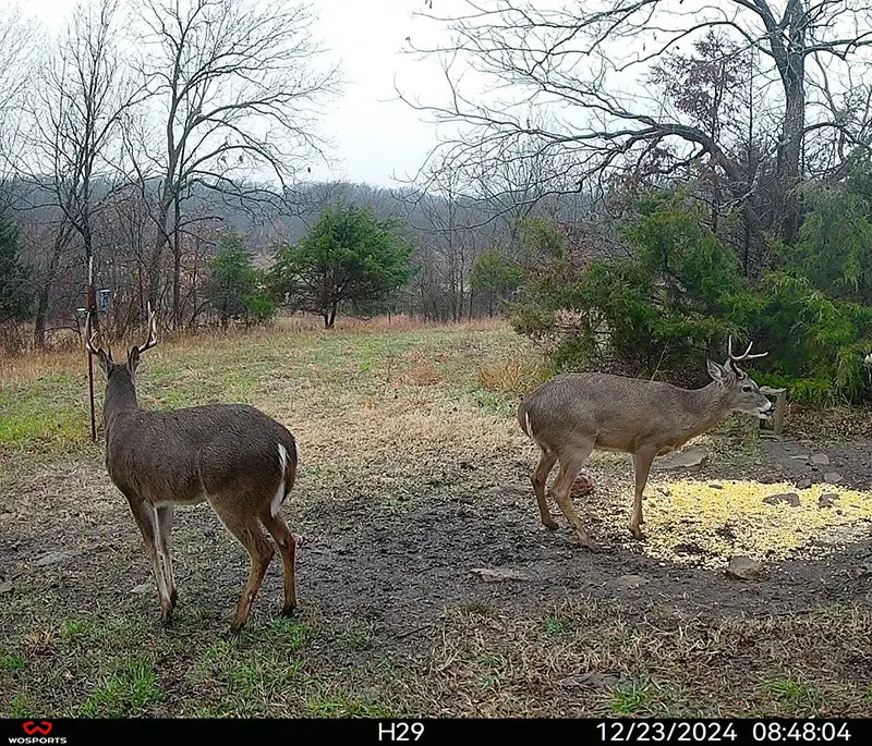 Top 7 Trail Camera Challenges and Expert Solutions