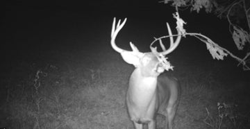 What Should You Look for When Buying a Trail Camera?